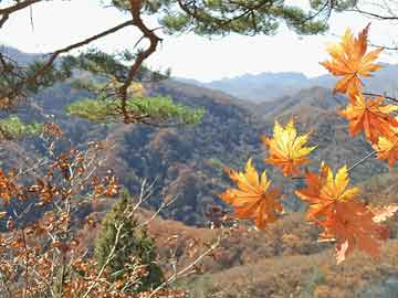 解“火樹(shù)銀花”打一最佳生肖